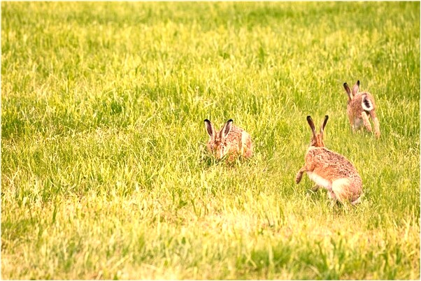 夢到了天上有龍和鳳有什麼說法_周公解夢官網