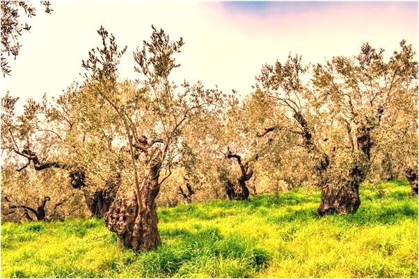 夢到了我排隊買面總買不到意味什麼_周公解夢官網