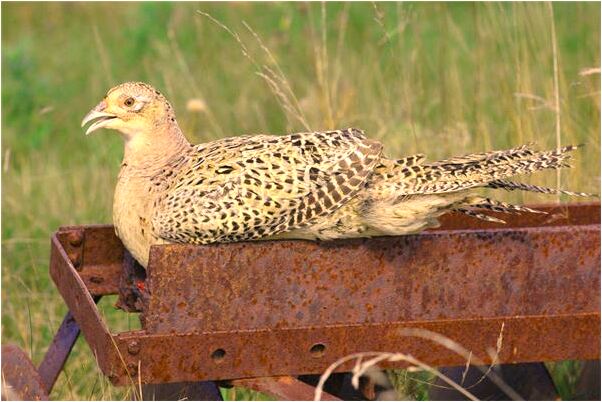 夢到不計危險抗扇門上山會是什麼預兆_周公解夢官網