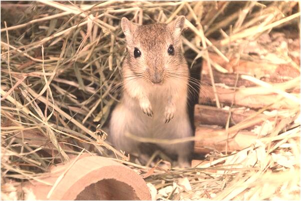 夢到了丟大門什麼預兆_周公解夢官網