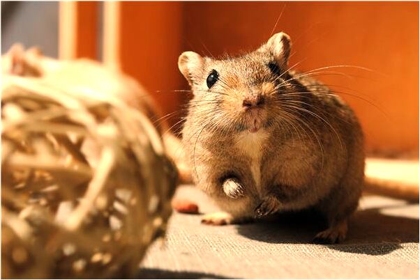 夢到與人打架吵架是什麼徵兆_周公解夢官網