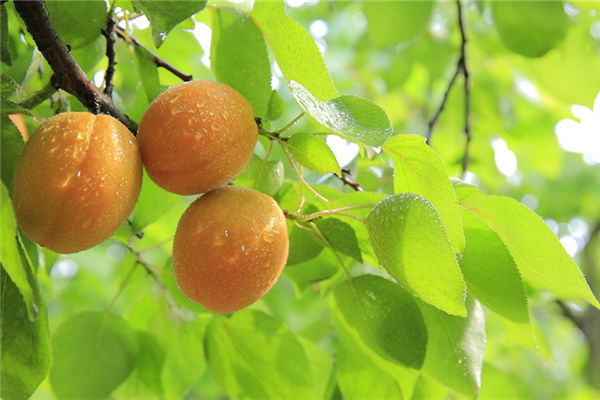 夢見吃成熟的黃杏子_周公解夢