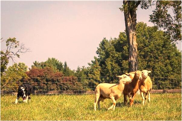 夢見給人拾棉我拾了已拾過的地是好的徵兆嗎_周公解夢官網