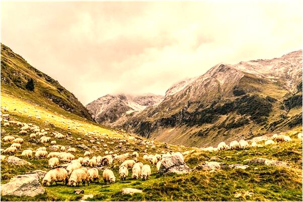 夢到背上爬滿小蛇是啥預兆_周公解夢官網