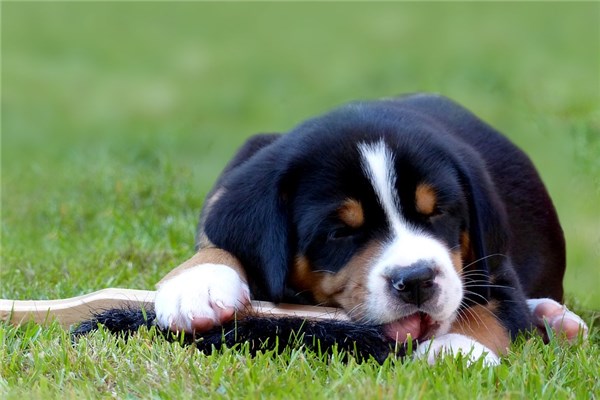 夢到了狗咬我腳什麼預兆_周公解夢