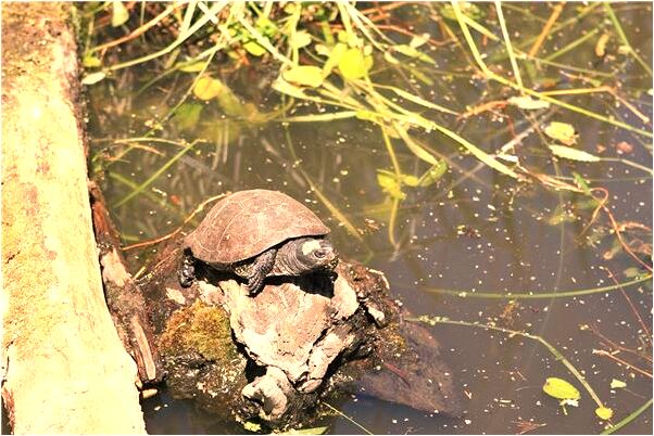 夢到和死去的長輩吃生白菜有何寓意_周公解夢官網