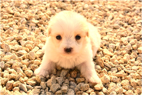 夢見夢的我死去的奶奶了是好是壞_周公解夢官網