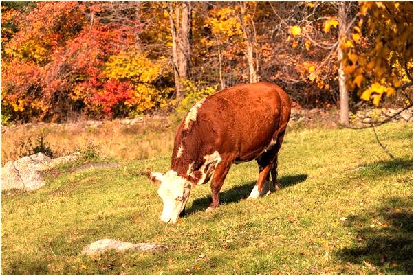 夢見和同事一起遲到預兆了什麼嗎_周公解夢官網