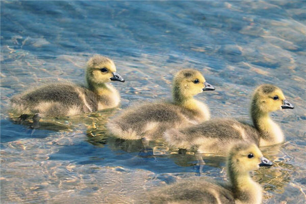 夢見小鵝是什麼意思_周公解夢