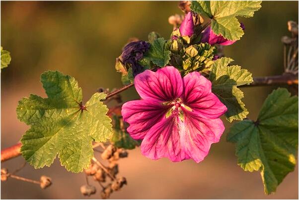 夢見大伯家的挖掘機失控了預兆了什麼嗎_周公解夢官網