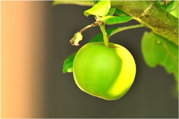 夢到了魚無頭無尾預示著什麼_周公解夢官網