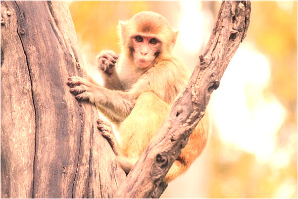 夢到了頭頂的頭髮掉完了是吉兆嗎?_周公解夢官網