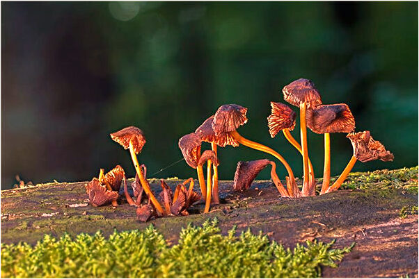 夢到了女同事坐在我家枕頭上是好是壞_周公解夢官網