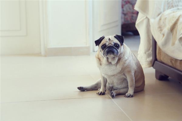 屬狗男人的性格_十二生肖