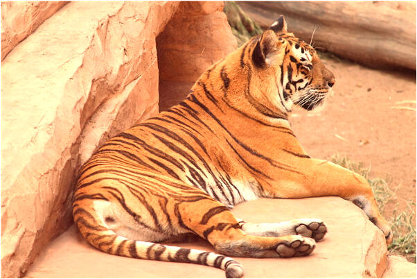 夢見奶奶的屍體會是什麼預兆_周公解夢官網