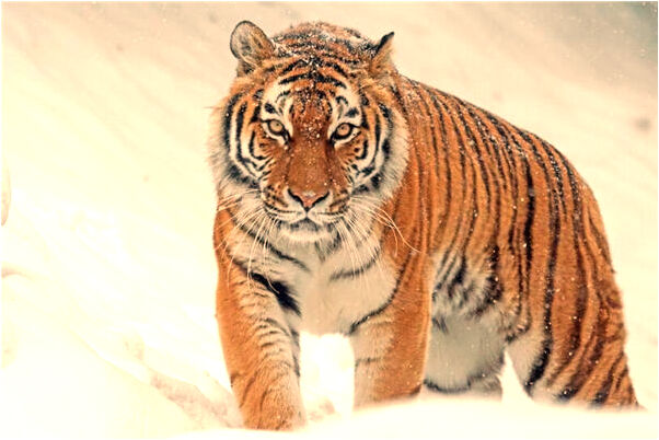 夢見在水渠旁邊洗屎盆子意味著什麼_周公解夢官網