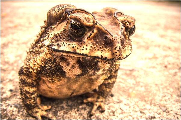 夢到了自己在蓮花台打坐有什麼寓意嗎_周公解夢官網