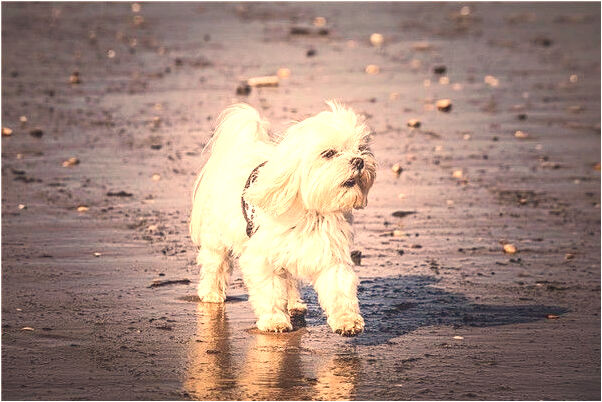 夢見自己殺了兩頭豬預示著什麼_周公解夢官網