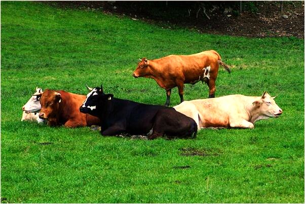 夢到了房間很髒亂預兆了什麼嗎_周公解夢官網