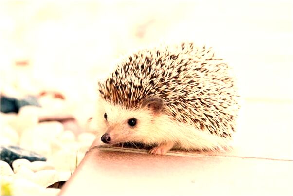 夢見女兒流產預兆了什麼嗎_周公解夢官網