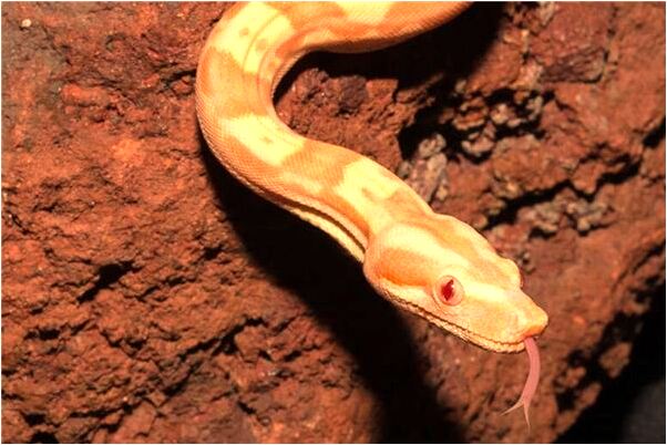 夢到猴子被狗吃怎么樣_周公解夢官網