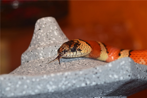 生肖蛇男人最佳婚配的生肖_十二生肖