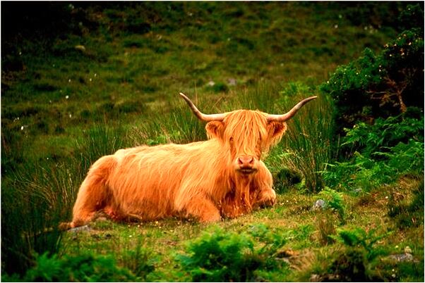 夢到了媽打我罵我預示著什麼_周公解夢官網