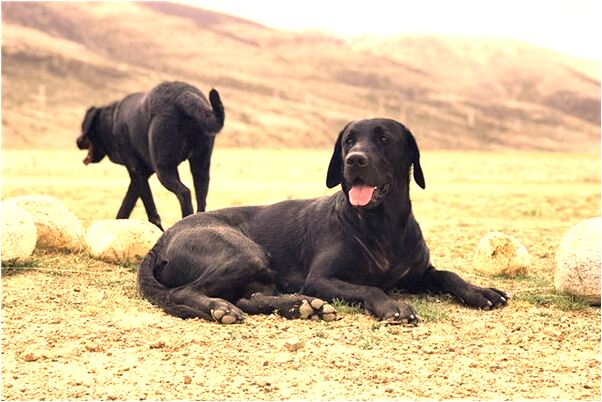 夢到了滿頭蟲子是什麼意思?_周公解夢官網