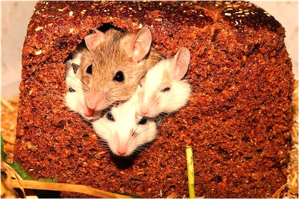 夢到男的放火自己燒死是不是好的徵兆呢_周公解夢官網