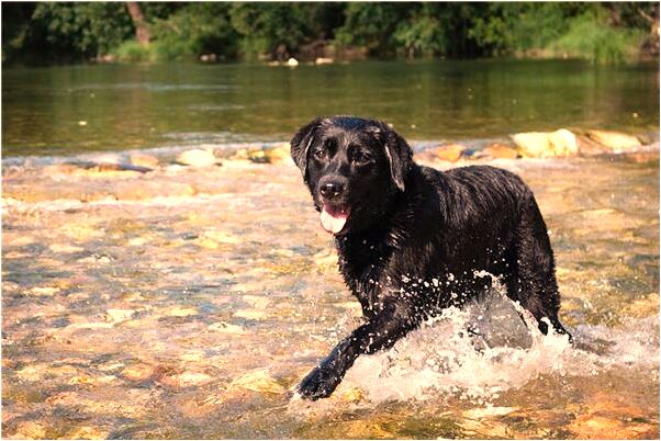 夢見車引擎蓋壞意味著什麼_周公解夢官網