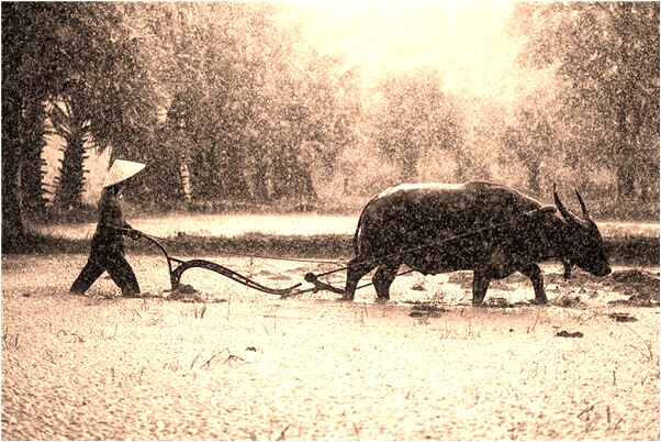 夢見死鮁魚是什麼預兆_周公解夢官網