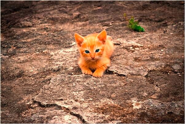 夢到我的婚紗是紫色的是咋回事_周公解夢官網