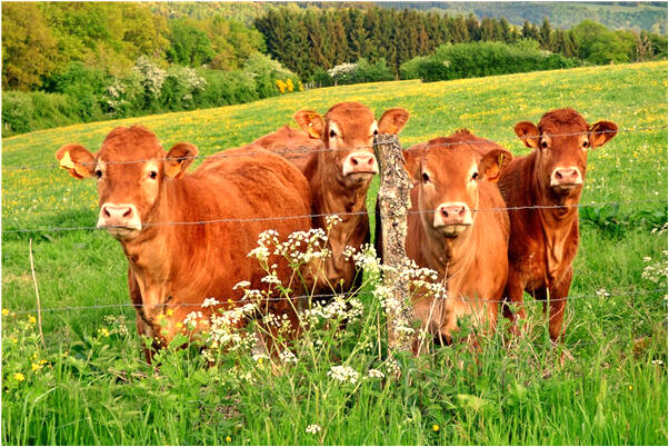 夢到了老公與別的女人睡覺怎么樣_周公解夢官網