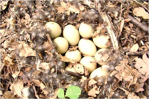 夢到男網友開車送我回家代表什麼_周公解夢官網