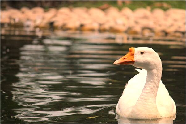 夢見被兩個人拿刀敲詐是什麼兆頭_周公解夢官網