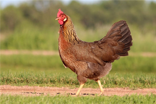 2017年生肖是哪個很好命嗎_十二生肖