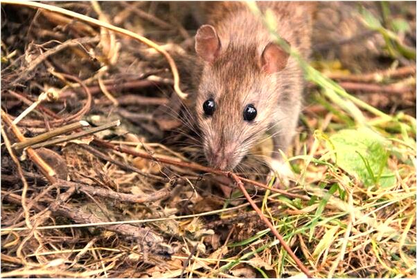 夢見直升機降落怎么回事_周公解夢官網