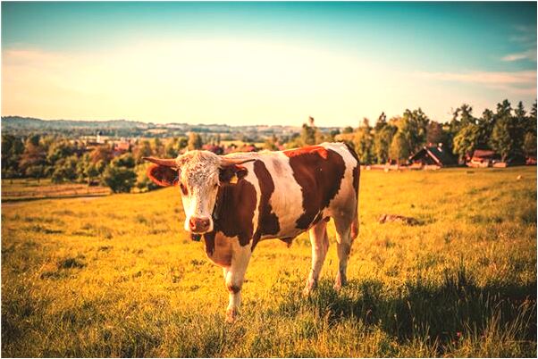夢到了自己的屁屁被看到有什麼含義_周公解夢官網