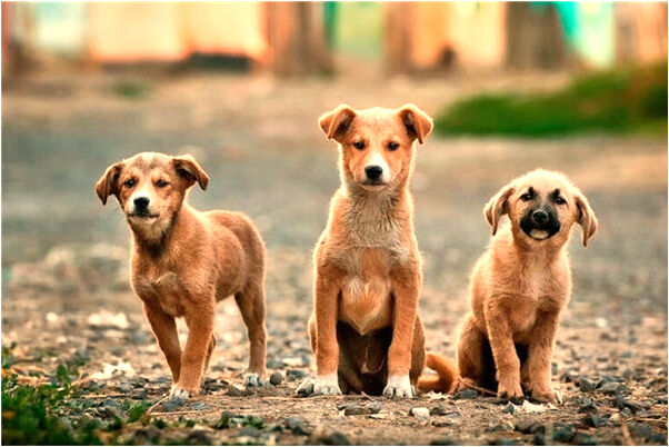 夢見小狗在身上撒尿是吉兆嗎?_周公解夢官網