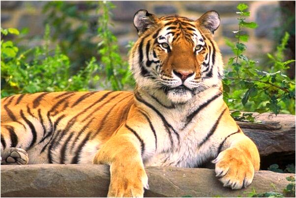 夢見自己和其他男人做愛有什麼寓意嗎？_周公解夢官網