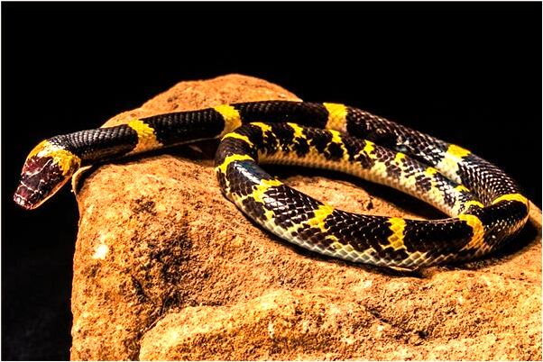 夢到了經常同一個高中男同學意味什麼_周公解夢官網