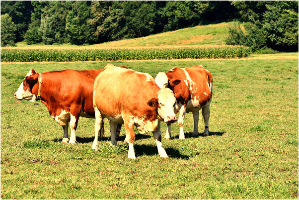 夢到割破大拇指了是咋回事_周公解夢官網