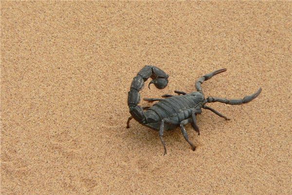 夢見捉蠍子_周公解夢