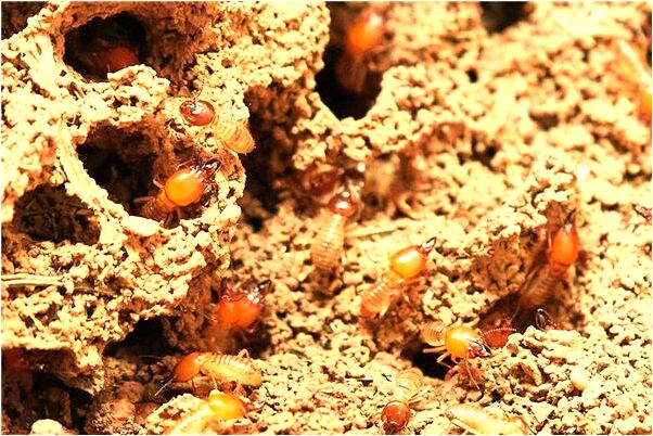 夢到進入醫院找人有什麼意義嗎_周公解夢官網