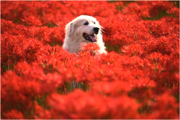 夢到了同事出車禍吐血死去有什麼徵兆_周公解夢官網