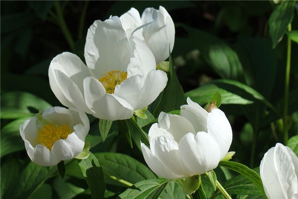 夢到白牡丹有什麼寓意嗎？_周公解夢