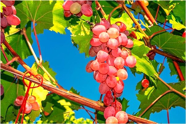 夢到了爸爸砍小蛇有什麼意義嗎_周公解夢官網