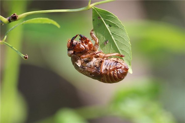 夢到了蟬皮什麼寓意_周公解夢