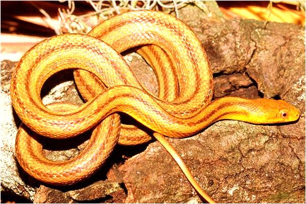 夢見情人跟閨密早有曖昧是什麼預兆？_周公解夢官網