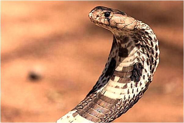 夢到了貴纏身有什麼含義_周公解夢官網